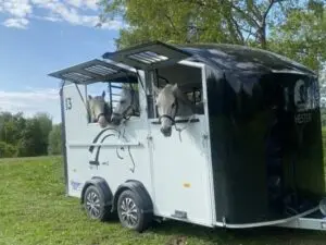 Stor-Hestehenger-Trondheim-Cheval-Liberte