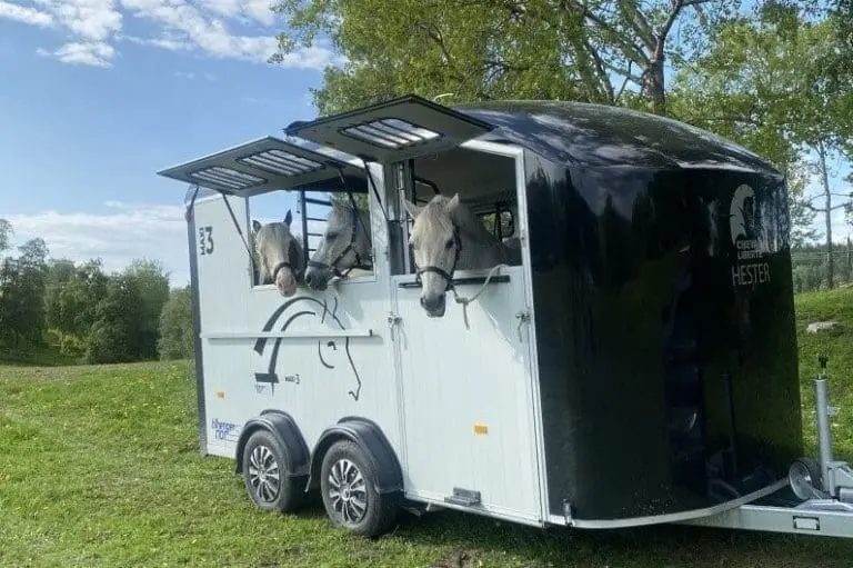 Stor-Hestehenger-Trondheim-Cheval-Liberte